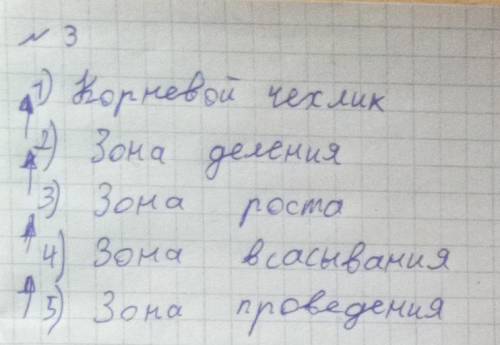 10 Лабораторная работа N№ 5 Исследование зон корня (гороха, тыквы) Цель: исследовать зоны корня на п