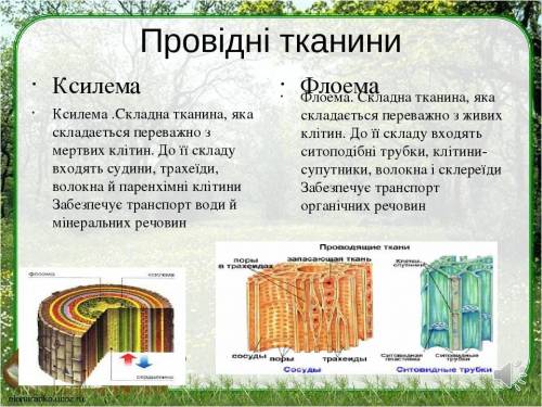 До іть . Треба скласти коротку розповідь протвикористання людиною рослинних тканин