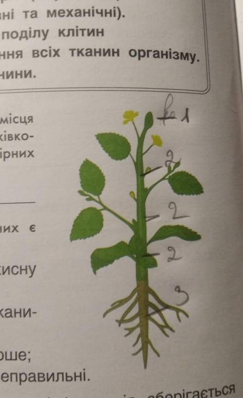 2. Познач на рисунку відповідними цифрами місця розташування меристем різних видів верхівко- вих (1)