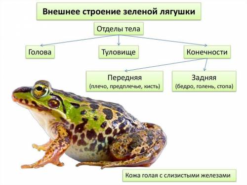 1. Розгляньте зовнішній вигляд жаби. Визначте форму та відділи її тіла. Яке значення для жаби має та