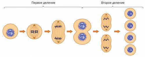 Почему в ряду поколений клетки не переполняются нуклеиновыми кислотами?