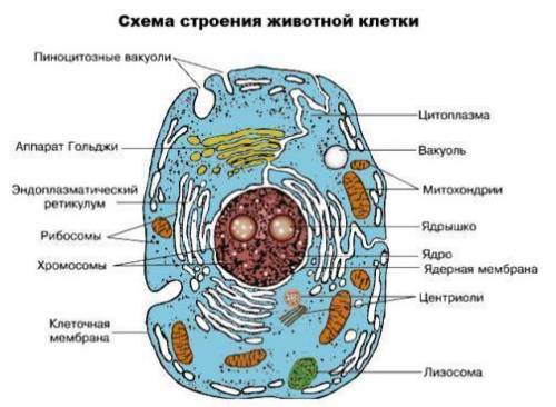 Составить схемы строения клетки и объяснить на примере. 5 хромосом.