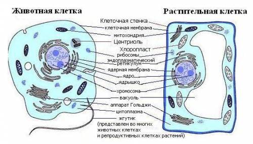 Составить схемы строения клетки и объяснить на примере. 5 хромосом.