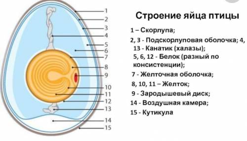 Функція та будова кожної частини яйця птахів