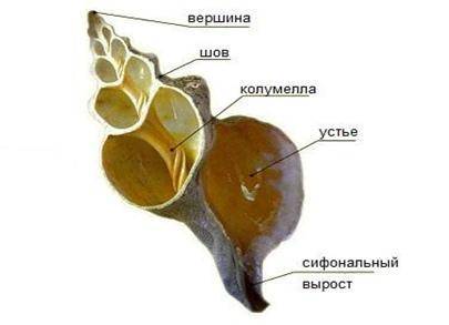 Установить черты отличия и сходство строения раковины беззубки и прудовика!