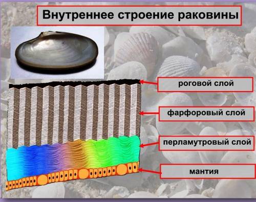 Установить черты отличия и сходство строения раковины беззубки и прудовика!