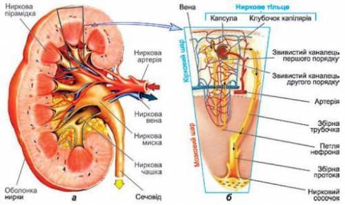 Будова нирок,сечовода та сечового міхура