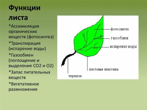 Склади схему Основні функції листка