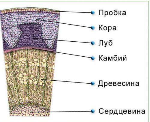 Стебля двудольных растений располагается древесина между 1) корой и сердцевиной 2)корой и камбием 3