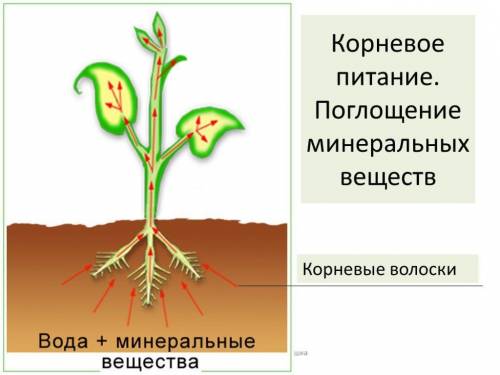 На фото есть вопросы на которые нужно ответить