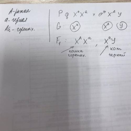 У кошек рыжая окраска шерсти доминирует над черным. Гетерозиготы имеют черепаховую окраску. Ген окра