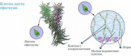 -ЛР №4 «Изучение внешнего вида и строения мхов» Цель работы: изучить строение мхов кукушкин лен и сф