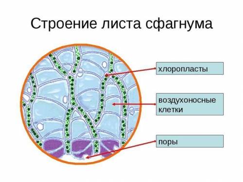 -ЛР №4 «Изучение внешнего вида и строения мхов» Цель работы: изучить строение мхов кукушкин лен и сф