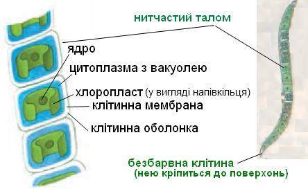 Які Особливості будови спірогіри і улотриксу