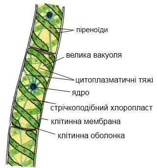 Які Особливості будови спірогіри і улотриксу