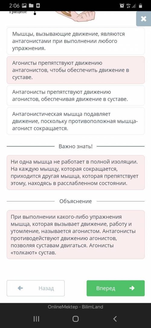 Работа мышц. Демонстрация «Работа основных мышц, роль плечевого пояса в движениях руки. Регуляция мы