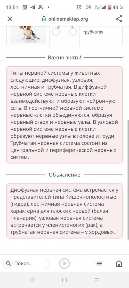 Сравнение типов нервной системы: диффузная, лестничная, узловая, трубчатая Установи соответствие меж