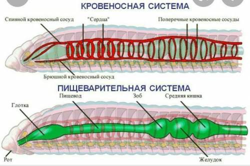 Таблица внутреннее строение дождевого червя (система органов,строение ,значение)