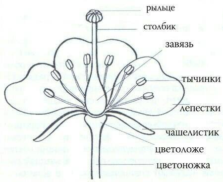 Зарисуйте тычинку и пестик (вишня), подпишите их​