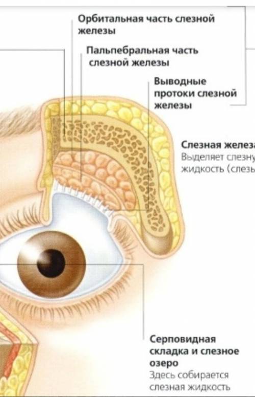 Вопрос №: 8 слезная железа находится над глазом варианты ответов: * а) в центральной части * б) с вн