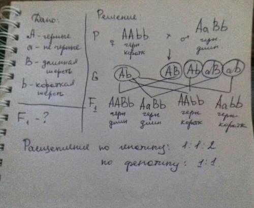 Скрестили черного длиношерстного самца дигетерозиготного с гомозиготной черной краткошерстной самкой
