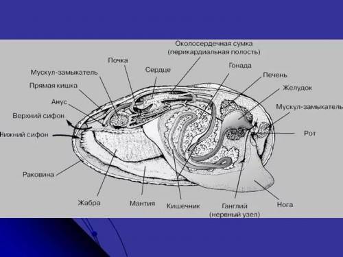 Вскрытие мидии. нужно подписать названия органов под данными номерами. умоляю, ​