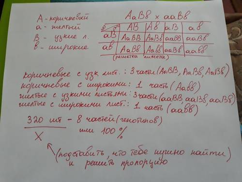 Укукурузы ген коричневой окраски стеблей (а) доминирует над геном желтой окраски, а ген узких листье