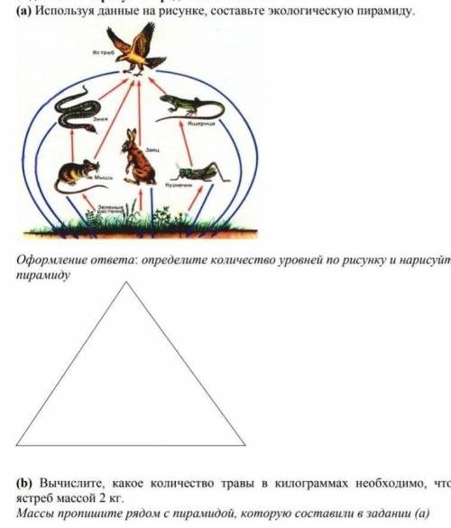 Используя данные на рисунке, составьте экологическую пирамиду