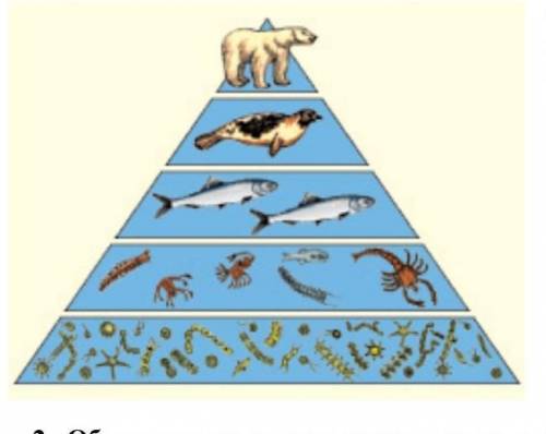 А) Напишите какие организмы в ней являются продуцентами, консументами II порядка и консументами IV п