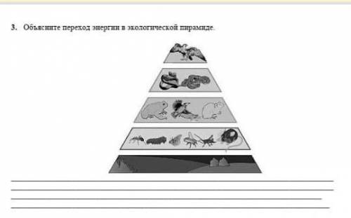 Объясните пирамиду энергии в экологической пирамиде​