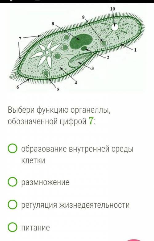 Рассмотри рисунок.￼Выбери функцию органеллы, обозначенной цифрой 7:образование внутренней среды клет