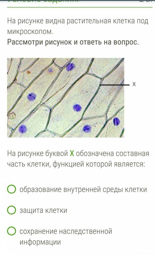 БИОЛОГИЯ 5 КЛАСС.......... ​