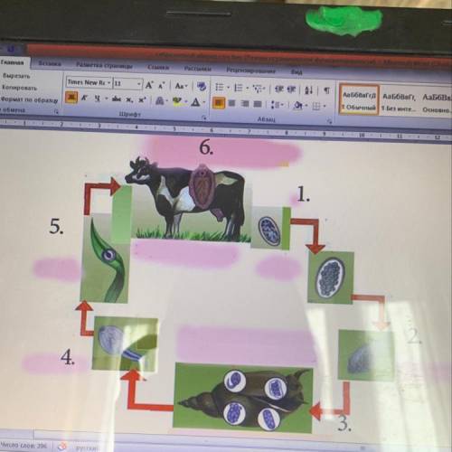 На рисунке изображены этапы развития печёного сосальщика Назовите все этапы под цифрами 1,2,3,4,5,6