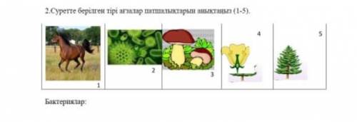 Суретте берілген тірі ағзалар патшалықтарын анықтаңыз много ​