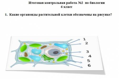 Какие органоиды растительной клетки обозначены на рисунке?