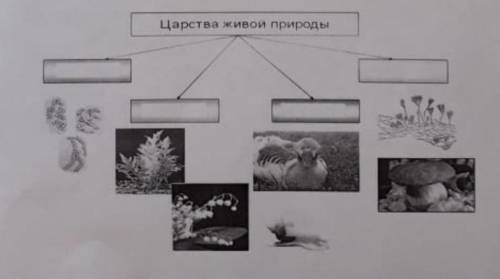 К каким царства относится растения, грибы, животные, бактерии относятся живые организмы