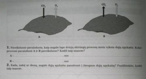Биология решить этот вот листок, он на литовском, но я перевёл на русский. 1) что происходит на рису