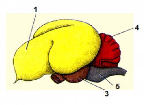 Чей мозг изображён на рисунке?Какую функцию выполняет орган под номером 4?