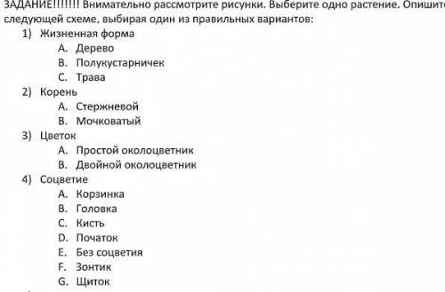 БИОЛОГИЯ ДЛЯ 6 КЛАССА. ПО ДУБУ ЧЕРЕШЧАТОМУ ВЫБРАТЬ ОТВЕТЫ НА ВО