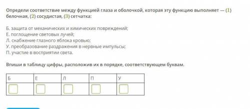 Определи соответствие между функцией глаза и оболочкой, которая эту функцию выполняет — (1) белочная