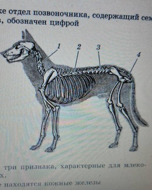 На рисунке отдел позвоночника, содержащий семь позвонков, обозначен цифройа) 1б) 2в) 3г) 4​