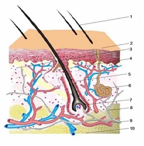 1. Обозначь название структуры кожи, представленной на рисунке под цифрой 3, и запиши обозначающую