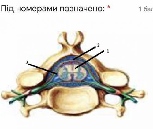 Під номерами позначено: * Зображення без підпису 1-тверда оболонка, 2- павутинна оболонка, 3- спинн