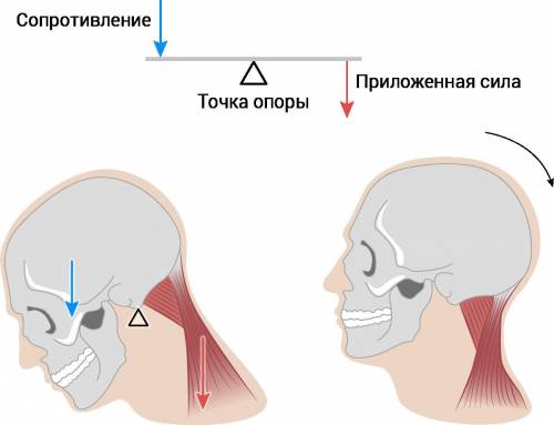 Сравни между собой рычаги головы, ноги и руки: в каком из них мышцы должны действовать с меньшей/бо