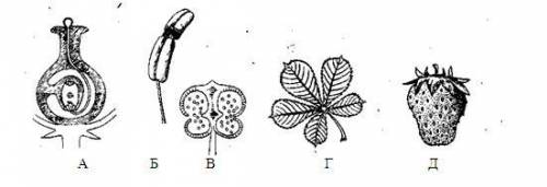 На якому малюнку зображений орган, у якому відбувається утворення пилку? А: а Б: б В: в Г: г 2 отве