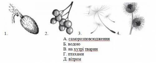 Установіть відповідність між зображеннями плодів розповсюдження насіння.