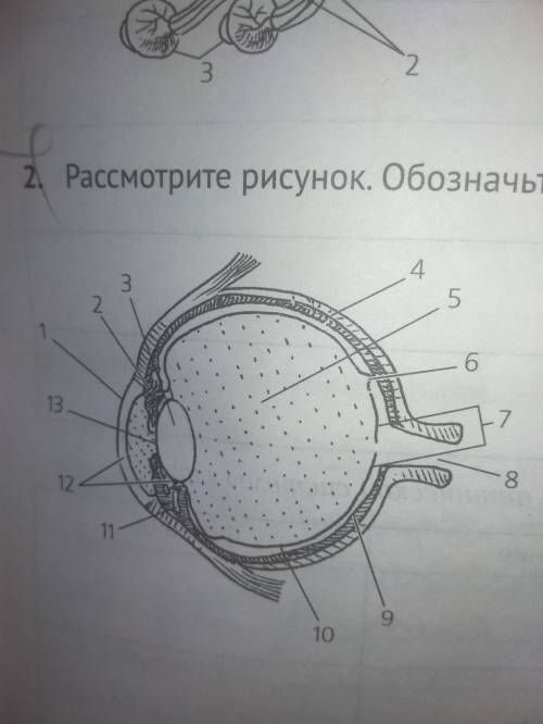 НУЖНО ПОДПИСАТЬ ЧАСТИ ГЛАЗА