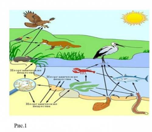 Рассмотрите рисунок и ответьте на вопросы 1. Какое значение для организмов имеют другие живые орг