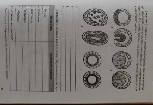 Лабораторна робота. Вивчення етапів ембріогенезу​