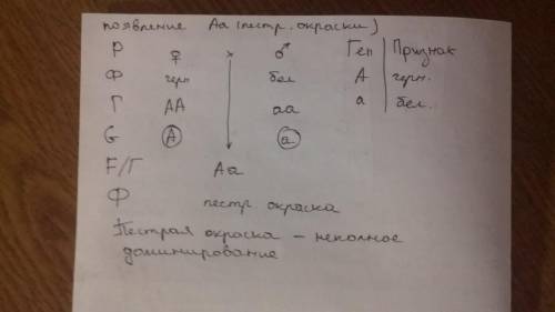 При скрещивании пестрой хохлатой (В) курицы с таким же петухом было получено восемь цыплят: четыре ц